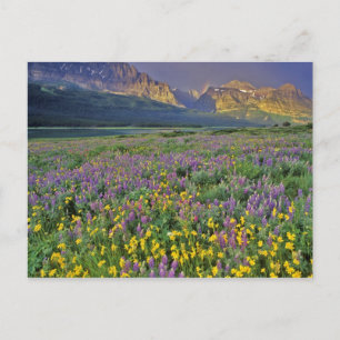Weide met wilde bloemen in de Many glacier Briefkaart