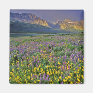 Weide met wilde bloemen in de Many glacier Magneet