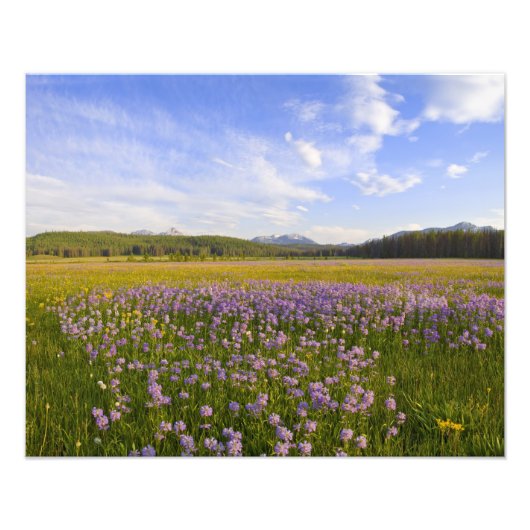 Weide van penstemon-wildbloemen in de 2 foto afdruk (Voorkant)