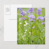 Weide van penstemon-wildbloemen in de briefkaart (Voorkant / Achterkant)