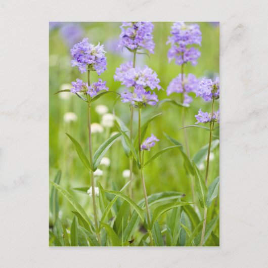 Weide van penstemon-wildbloemen in de briefkaart (Voorkant)