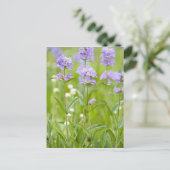 Weide van penstemon-wildbloemen in de briefkaart (Staand voorkant)