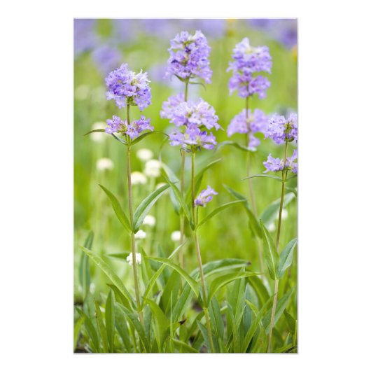 Weide van penstemon-wildbloemen in de foto afdruk (Voorkant)