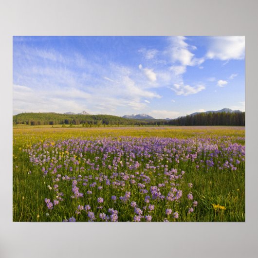 Weide van penstemon-wildbloemen in de poster (Voorkant)