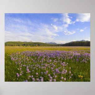 Weide van penstemon-wilde bloemen in de 2 poster