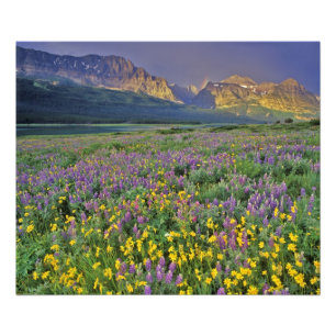Weide van wilde bloemen in de Many glacier Foto Afdruk
