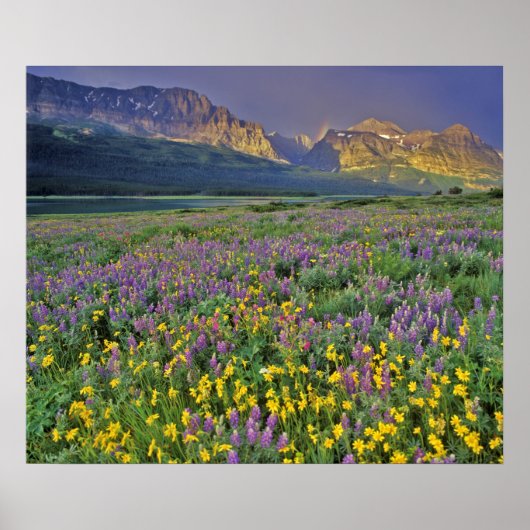 Weide van wilde bloemen in de Many glacier Poster (Voorkant)