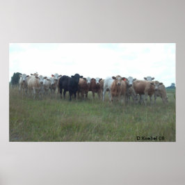 Weidende Jonge ossen Poster