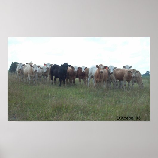Weidende Jonge ossen Poster (Voorkant)