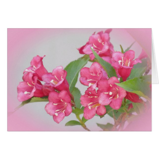 Weigela Blooms (Voorkant Horizontaal)