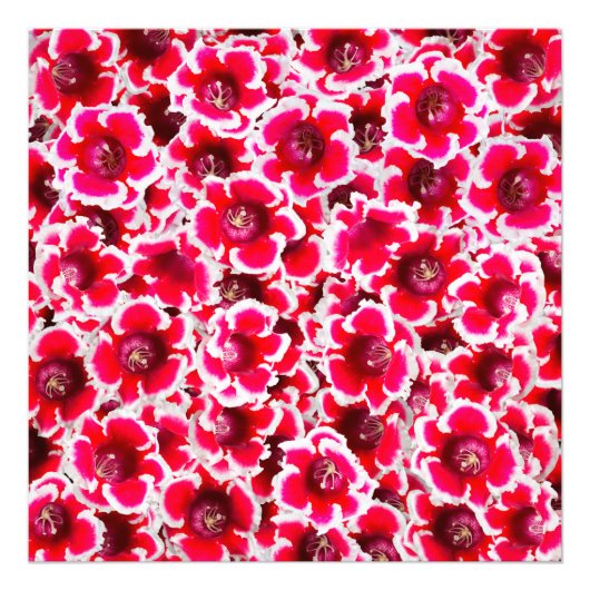 Weigela Florida Flowers Foto Afdruk (Voorkant)