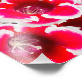 Weigela Florida Flowers Foto Afdruk (Hoek)