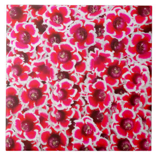 Weigela Florida Flowers Tegeltje