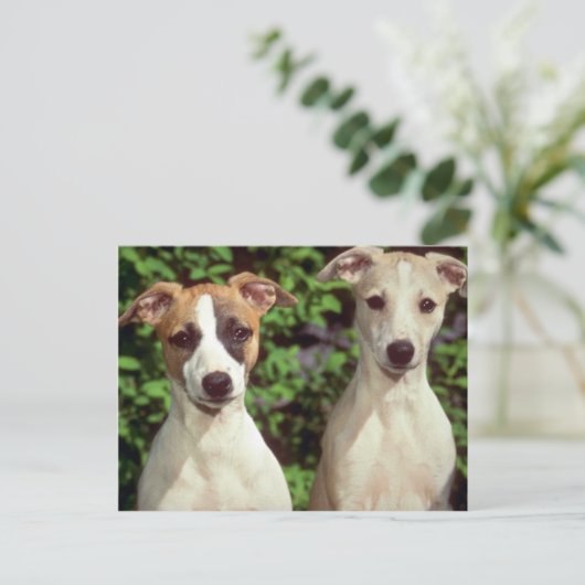 weiletten briefkaart (Staand voorkant)