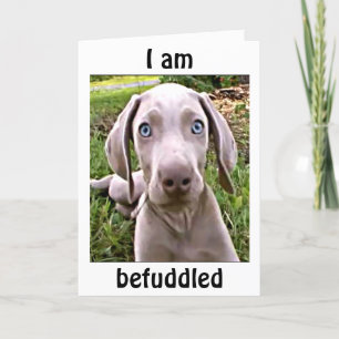 WEIMARANAR IS VOORWAARDELIJK U BENT "40"/FABULOUS KAART