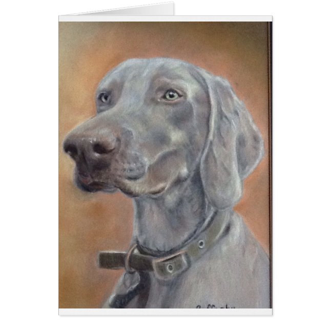 Weimaraner (Voorkant)