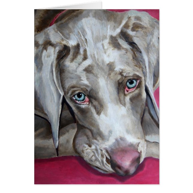 Weimaraner (Voorkant)