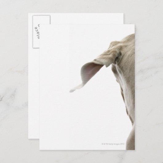 Weimaraner 2 briefkaart (Voorkant / Achterkant)