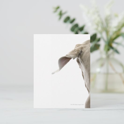 Weimaraner 2 briefkaart (Staand voorkant)