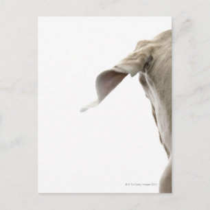 Weimaraner 2 briefkaart