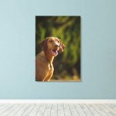 Weimaraner 3 canvas afdruk (Insitu (Houten vloer))