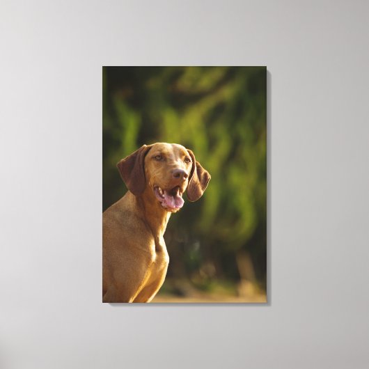 Weimaraner 3 canvas afdruk (Voorkant)