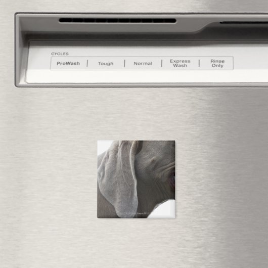 Weimaraner 3 magneet (Insitu (Vaatwasser))