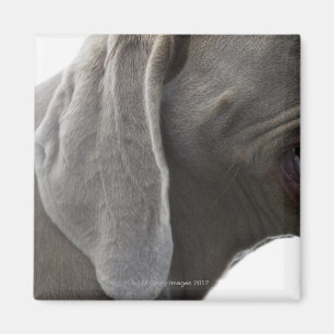 Weimaraner 3 magneet