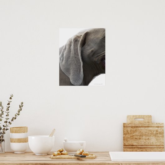 Weimaraner 3 poster (Keuken)