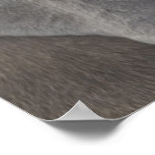 Weimaraner 3 poster (Hoek)