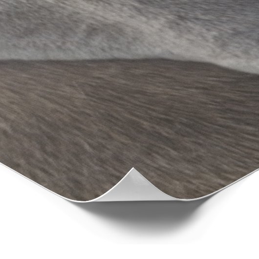 Weimaraner 3 poster (Hoek)