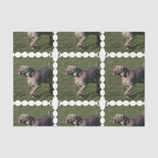 weimaraner-6 tissuepapier (Voorkant)