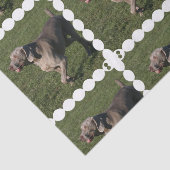 weimaraner-6 tissuepapier (Detail)