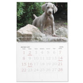 Weimaraner Agenda 1 Kalender (Feb 2026)