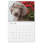 Weimaraner Agenda Kalender (Mar 2027)