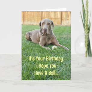 Weimaraner Birthday Card Kaart