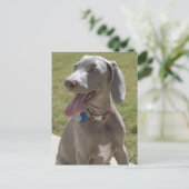 Weimaraner Briefkaart (Staand voorkant)
