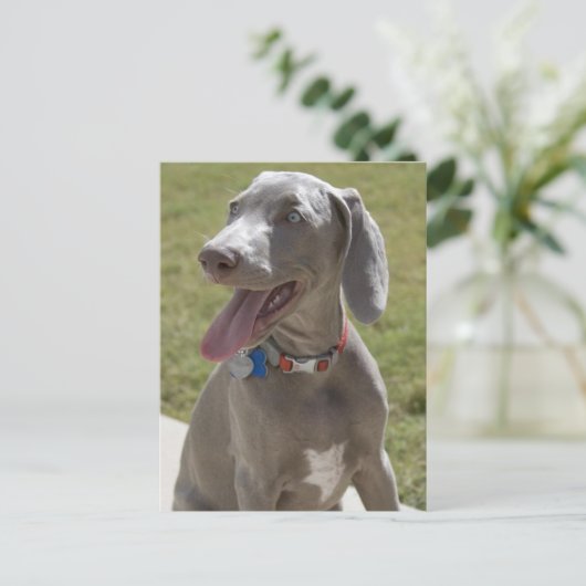 Weimaraner Briefkaart (Staand voorkant)