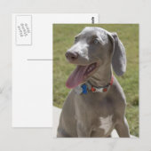 Weimaraner Briefkaart (Voorkant / Achterkant)
