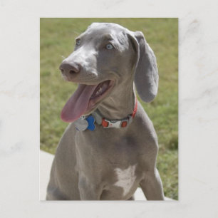 Weimaraner Briefkaart