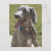 Weimaraner Briefkaart (Voorkant)