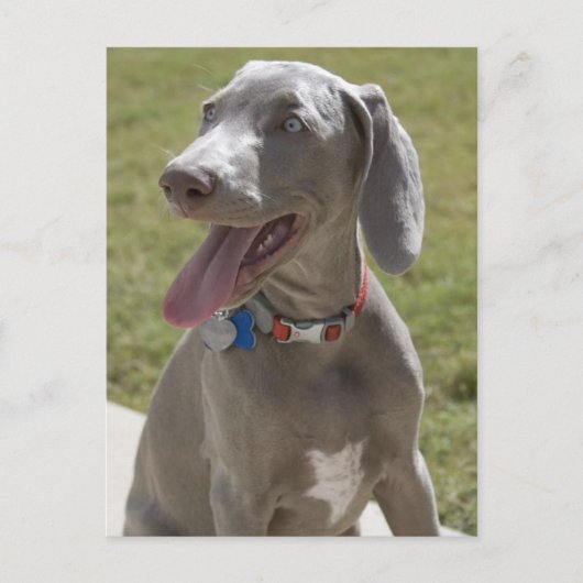 Weimaraner Briefkaart (Voorkant)