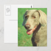 Weimaraner Briefkaart (Voorkant / Achterkant)