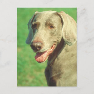Weimaraner Briefkaart