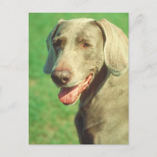 Weimaraner Briefkaart (Voorkant)
