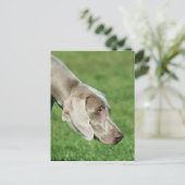 Weimaraner Briefkaart (Staand voorkant)