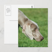 Weimaraner Briefkaart (Voorkant / Achterkant)