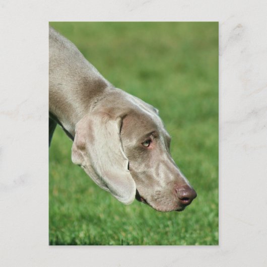 Weimaraner Briefkaart (Voorkant)