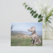 Weimaraner Briefkaart (Staand voorkant)