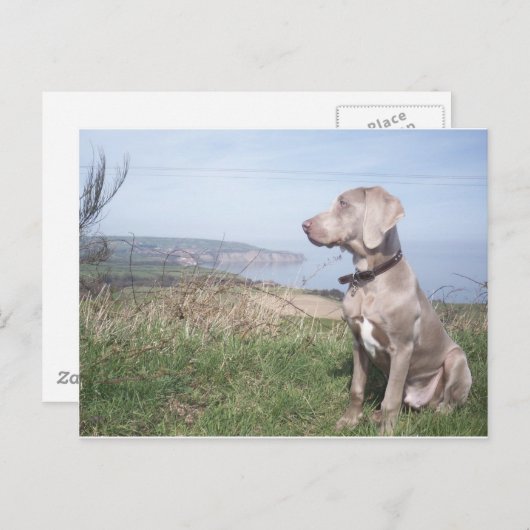 Weimaraner Briefkaart (Voorkant / Achterkant)